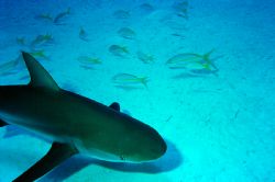 Bull Run - Bahamas Check out the double shadows by the sn... by Ian Brooks 